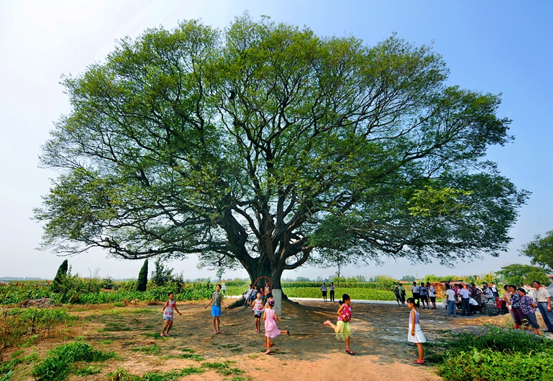 27、《老樹作證》2011年7月,萊西三都河村,一棵有碑文記載乾隆年間的古樹生機勃勃,樹陰下的人們歡聲笑語,同學少年跳繩健身。大樹底下好乘涼,樹冠龐大的古樹見證著村民幸福和美的生活。(馬千里).JPG